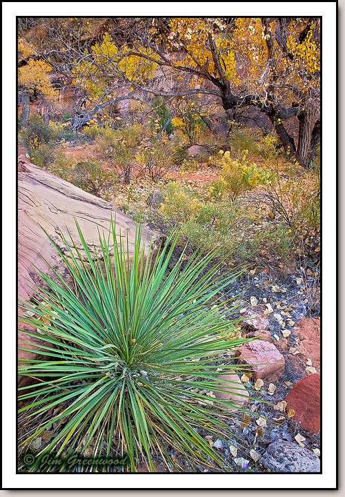 Pine Creek Canyon