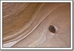 Sandstone and Pine Cone - East Zion