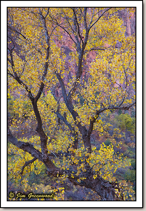 Zion Canyon