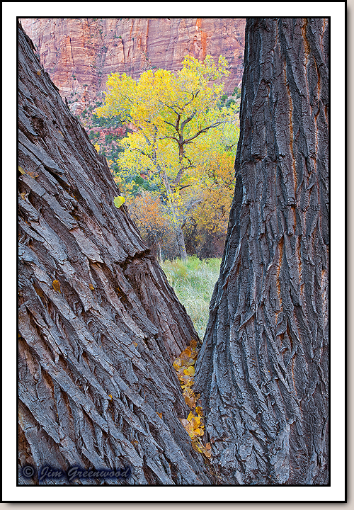 Zion Canyon