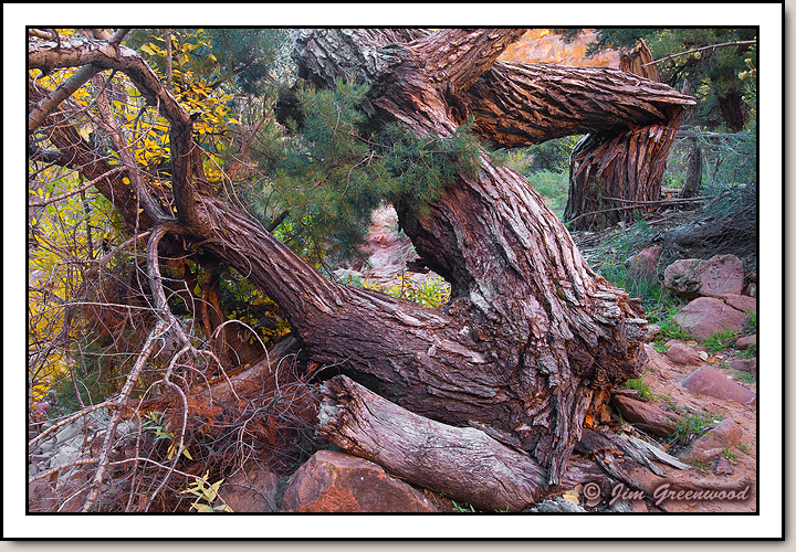 Pine Creek