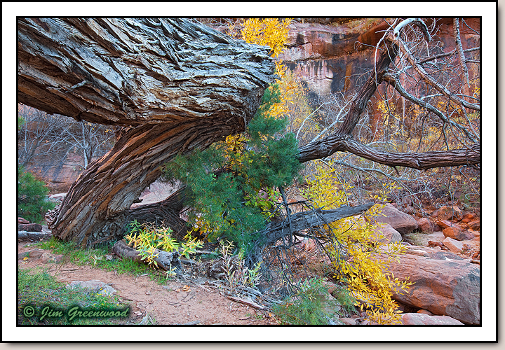 Pine Creek