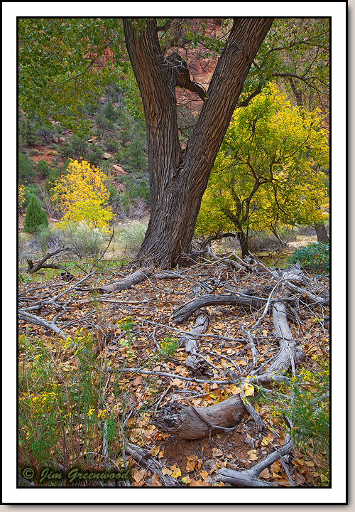 Zion Canyon
