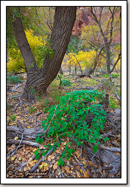 Zion Canyon