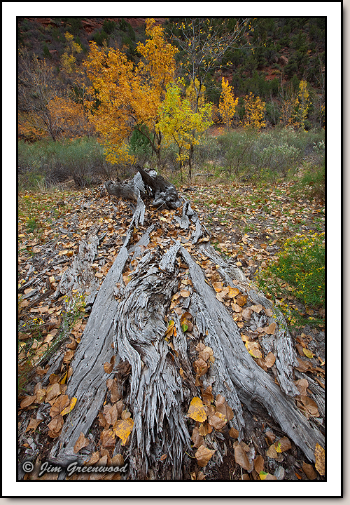 Zion Canyon