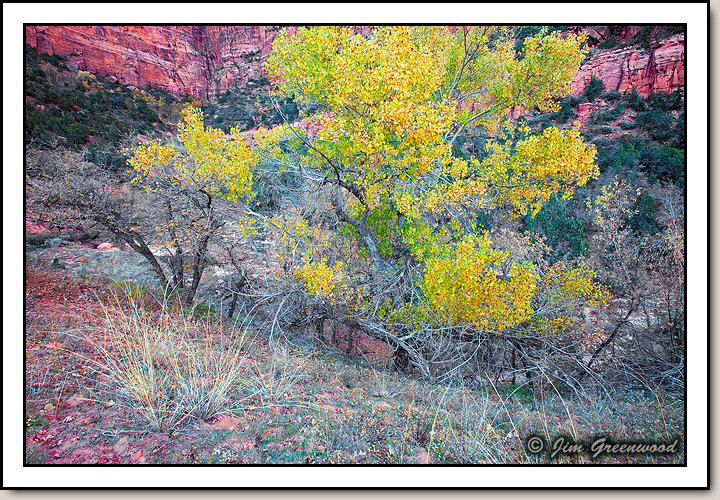 Zion Canyon