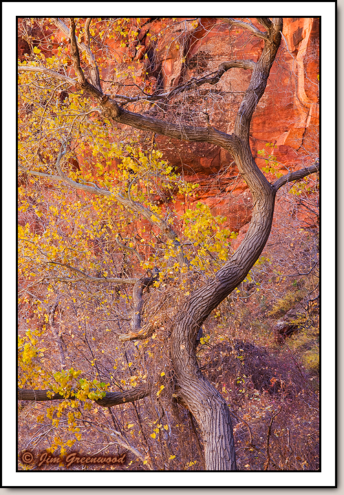 Zion Canyon