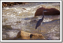 Great Blue Heron - Virgin River