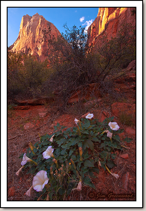 Zion Canyon