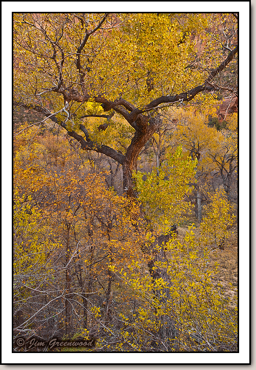 Zion Canyon
