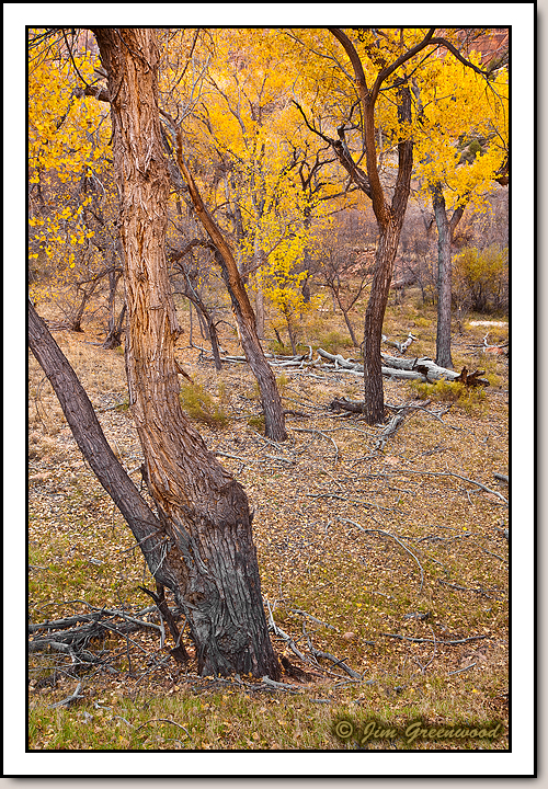 Zion Canyon