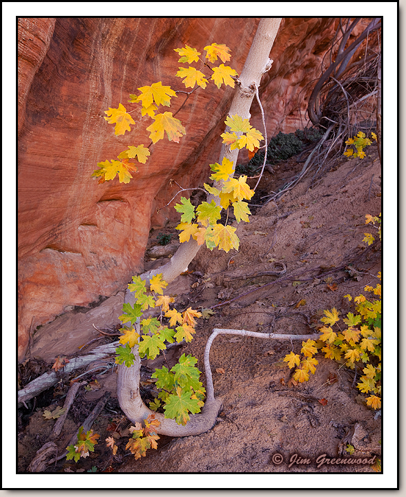 East Zion