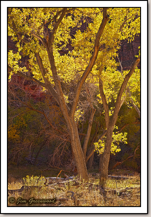 Zion Canyon